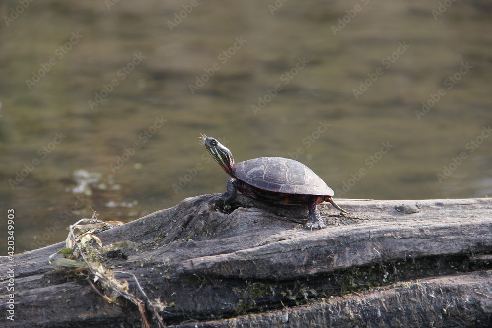 Obraz premium Painted Turtle on a Log