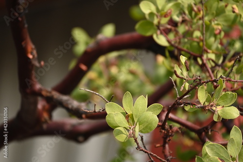 Close-up Manzanita in California photo