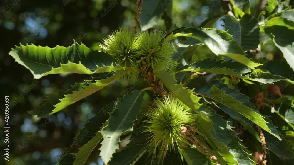 Chestnut Fruits in Green Hedgehog with Leaves hanging on tree's branch not yet ripe in autumn before harvest, changing light Chestnut Fruits in Green Hedgehog with Leaves hanging on tree's branch not yet ripe in autumn before harvest, changing light