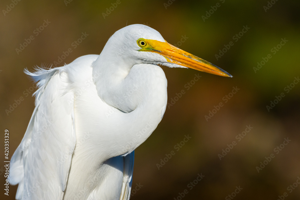 Close-up of a Beautiful Great Egret. Close-up of a Beautiful Great Egret.