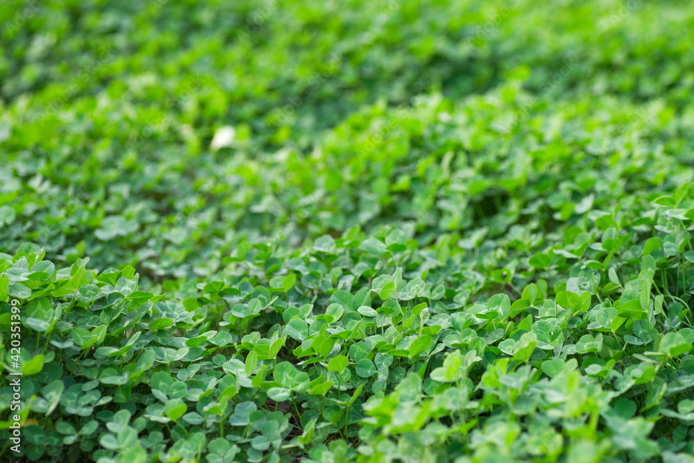 The background of clover with green oil