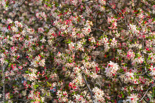 White flower and pink bud on apple tree. Blooming apple tree in spring. 