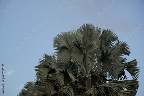 tree with Corypha Umbraculifera plant on a blue sky photo