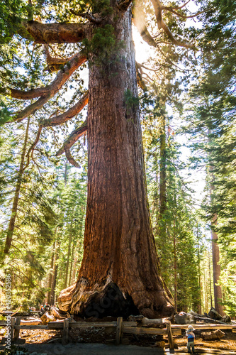 giant sequoia trees dwarfed people  in Mariposa Grove in Yosemite National park visiting during  summer.