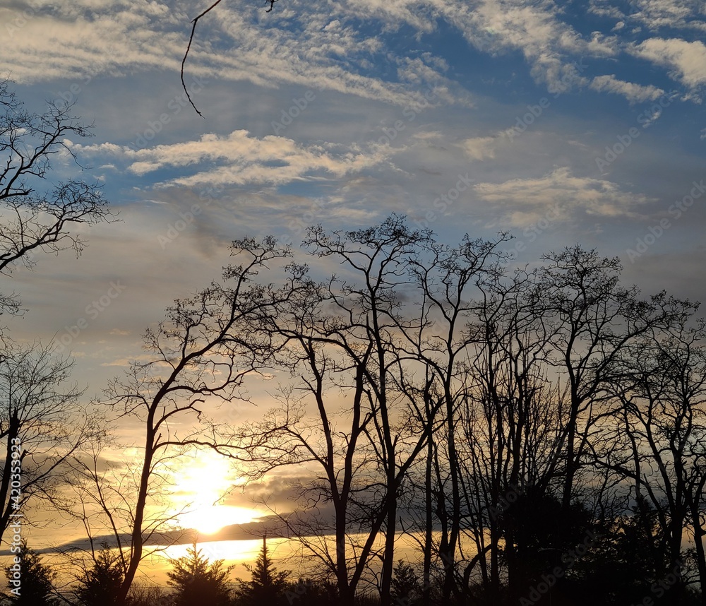 Fototapeta premium sunset in the forest
