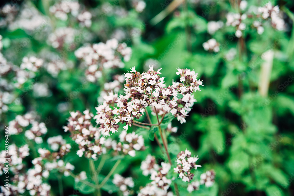 fresh oregano or origanum vulgare plant flower buds close-up on green leaves background, horizontal outdoors summer floral and botanical stock photo image wallpaper fresh oregano or origanum vulgare plant flower buds close-up on green leaves background, horizontal outdoors summer floral and botanical stock photo image wallpaper