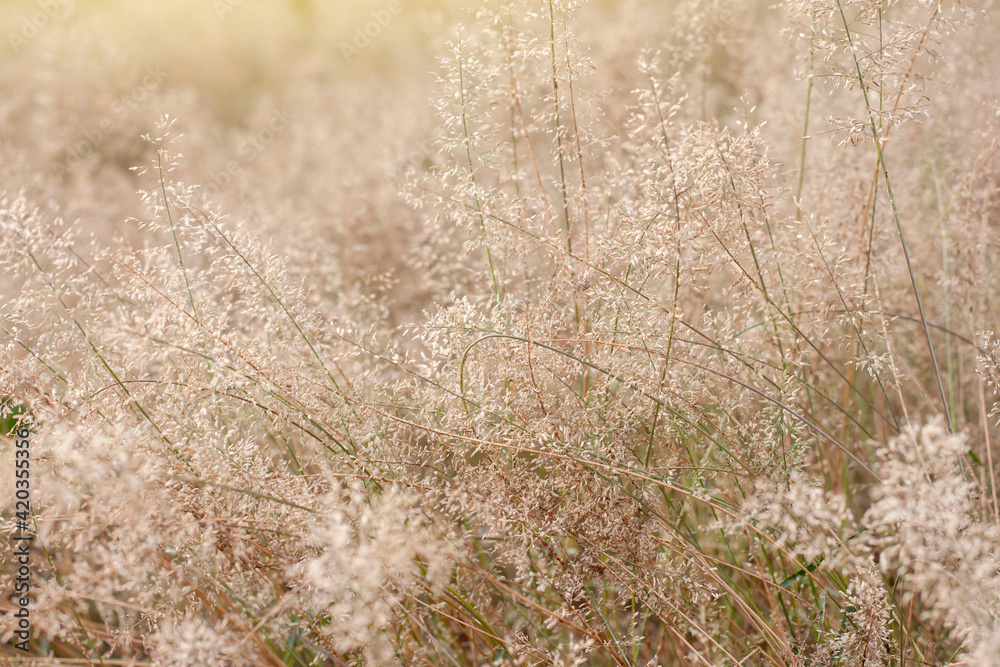 Fototapeta premium Beautiful dry grass field with sunlight for background.