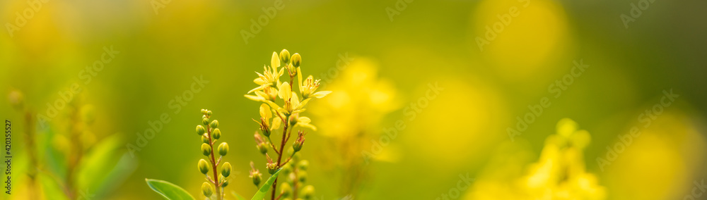Closeup of mini yellow flower on blurred gereen background under sunlight with copy space using as background natural plants landscape, ecology cover page concept. Closeup of mini yellow flower on blurred gereen background under sunlight with copy space using as background natural plants landscape, ecology cover page concept.