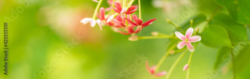 Closeup of mini pink and red flower on blurred gereen background under sunlight with copy space using as background natural plants landscape  ecology cover page concept.