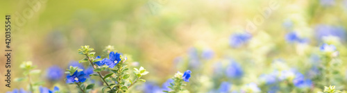 Closeup of mini blue purple flower on blurred gereen background under sunlight with copy space using as background natural plants landscape, ecology cover page concept. photo