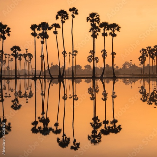 silhouette palm tree