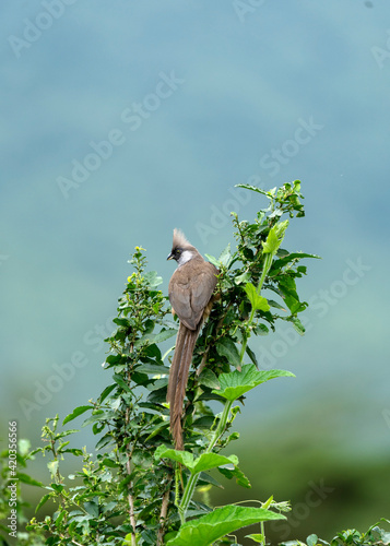 Speckled mousebird (Colius striatus) in Ngorongoro crater rim, Tanzania