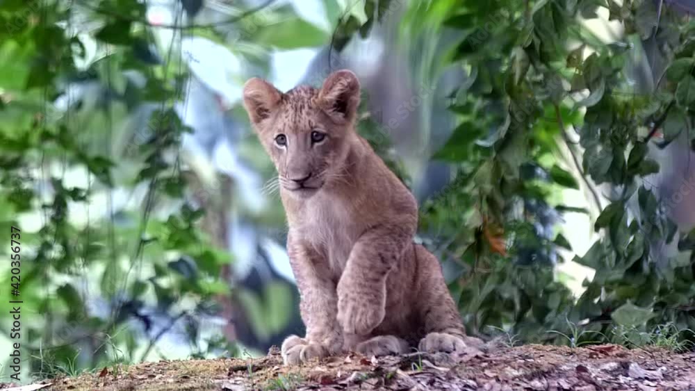 Lion Cub Sitting On Forest Ground While Looking In The Distance. - close up Lion Cub Sitting On Forest Ground While Looking In The Distance. - close up