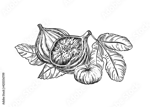 Hand drawn sketch black and white of figs, leaf. Vector illustration. Elements in graphic style label, card, sticker, menu, package. Engraved style illustration.