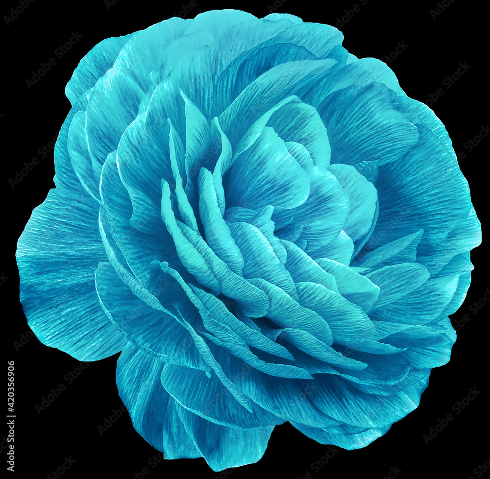 Obraz premium vintage rose flower blue. Flower isolated on black background. No shadows with clipping path. Close-up. Nature.