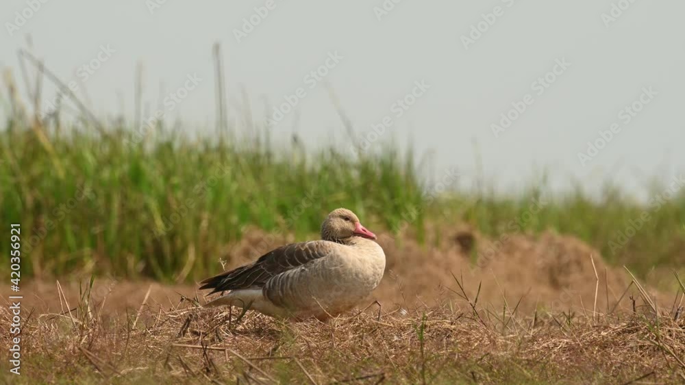Greylag Goose, Anser anser, Bueng Boraphet, Nakhon Sawan, Thailand; almost falling asleep in the middle of brown grass, suddenly turns its head towards the camera then lifts its up to look. Greylag Goose, Anser anser, Bueng Boraphet, Nakhon Sawan, Thailand; almost falling asleep in the middle of brown grass, suddenly turns its head towards the camera then lifts its up to look.