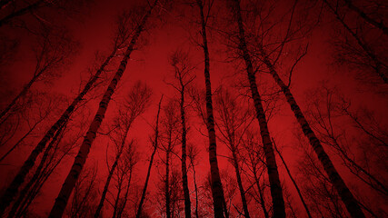 Bloody sunset in the forest. Black silhouettes of tall trees on a red foggy background. Horror mystic occult nightmare creepy fear concept. Gloomy atmosphere. Paranormal supernatural surreal scene.