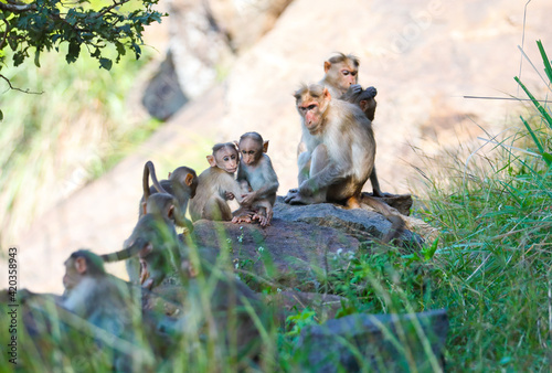 Monkeys on rock and posing to camera
