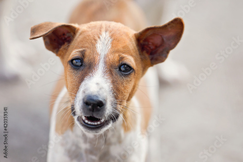 Portrait of Indian street dog posing to camera