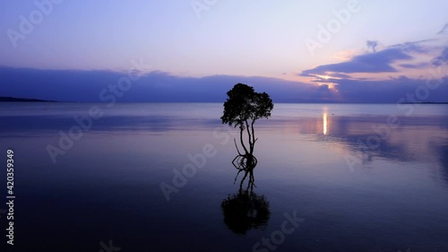 石垣島　名蔵の一本木マングローブの夕日が沈むまでのタイムラプス photo