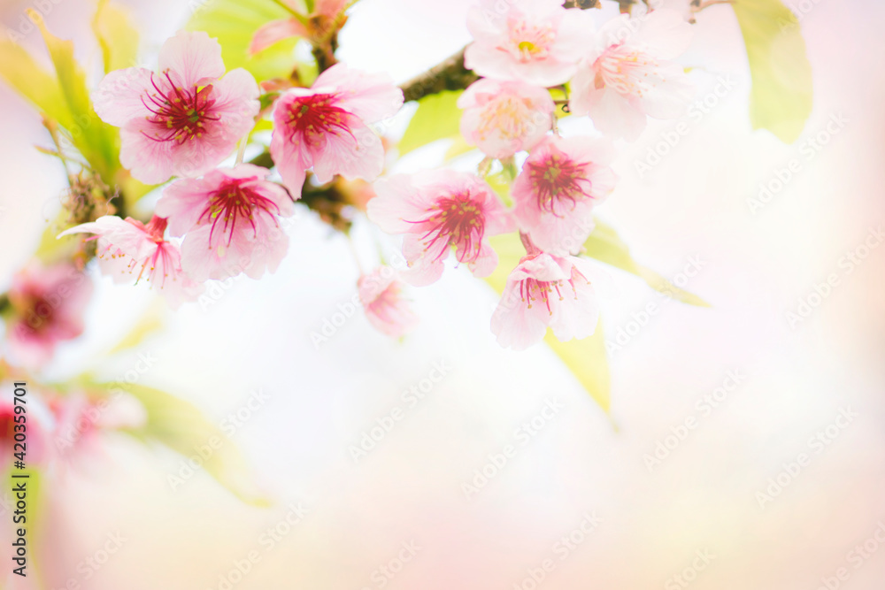 Obraz premium Sakura pink flower and leaves for backgrounds.