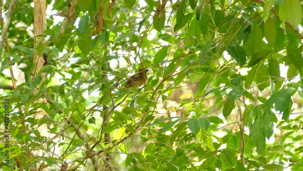 Beautiful exotic bird sitting on vibrant tree branch and flies away Beautiful exotic bird sitting on vibrant tree branch and flies away