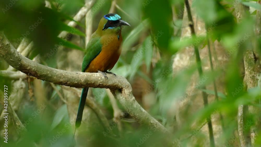 Blue crowned motmot bird enjoying beautiful day on tree branch Blue crowned motmot bird enjoying beautiful day on tree branch