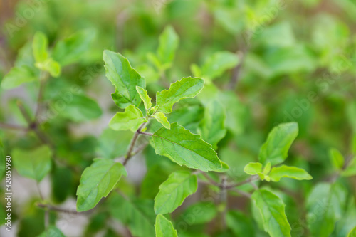 Medicinal tulsi or holy basil Indian herb plant