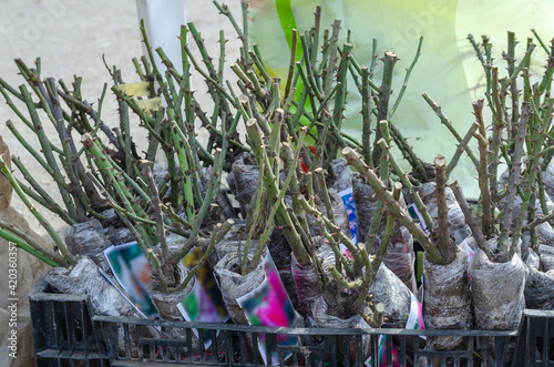 Bare roots of rose bushes at the farmers' market. Rose seedlings