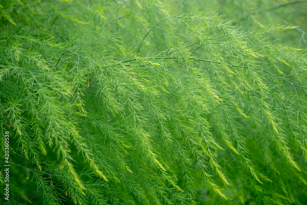 Green grass close up. Natural background for wallpaper. Pattern. Green grass close up. Natural background for wallpaper. Pattern.