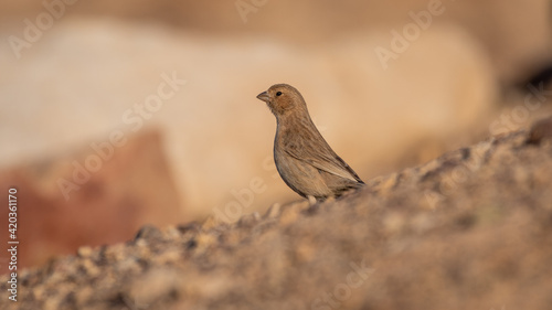 Isolated close up of a single Sinai Rosefinch- Southern Israel