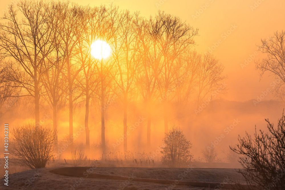 Fototapeta premium Tree in the mist at the river