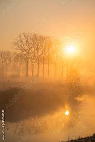 Fototapeta Naklejka Na Ścianę i Meble -  Tree in the mist at the river