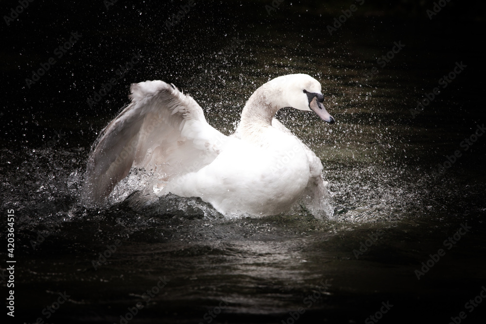 Fototapeta premium white swan playing game in water