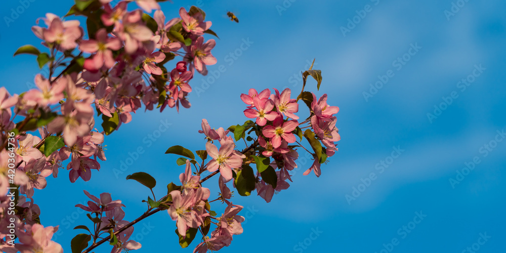 blooming apple tree branch over clear blue sky
