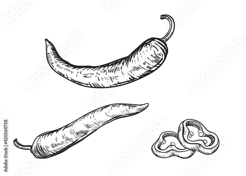 Hand drawn sketch black and white set of hot pepper, slice. vector illustration. Elements in graphic style label, card, sticker, menu, package, poster.
