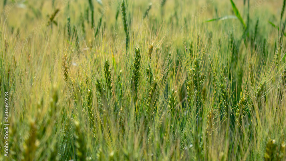 Close up ears of Wheat, Barley Field Close up ears of Wheat, Barley Field