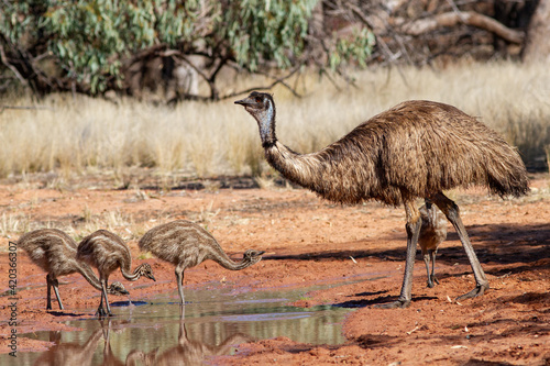 Male Emu and chicks drinking at waterhole