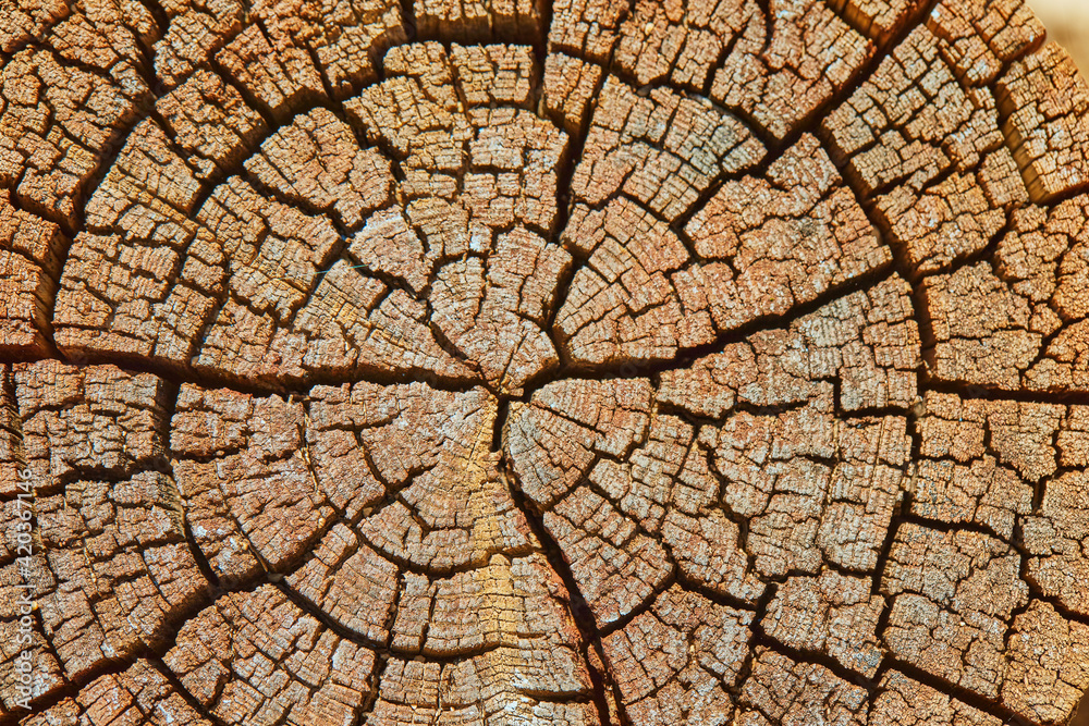 Background, texture of hemp old tree in high resolution Background, texture of hemp old tree in high resolution