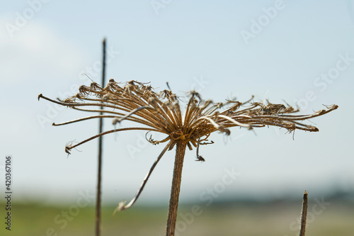 Dried flowers against the blue sky in high resolution
