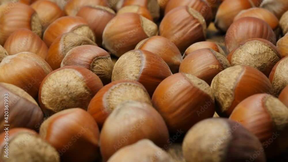 a lot of whole hazelnuts not peeled in the shell rotate slowly. Close-up a lot of whole hazelnuts not peeled in the shell rotate slowly. Close-up