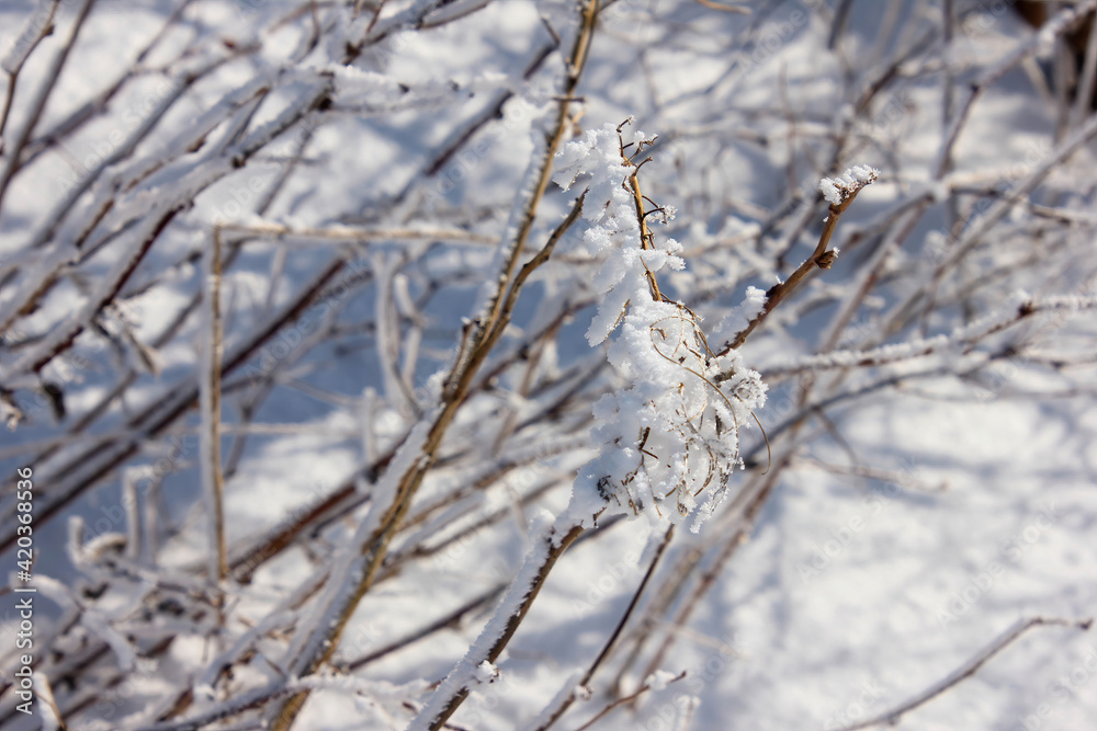 Snowy branches with blanket of snow