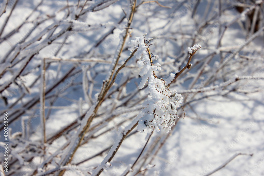 Snowy branches with blanket of snow Snowy branches with blanket of snow