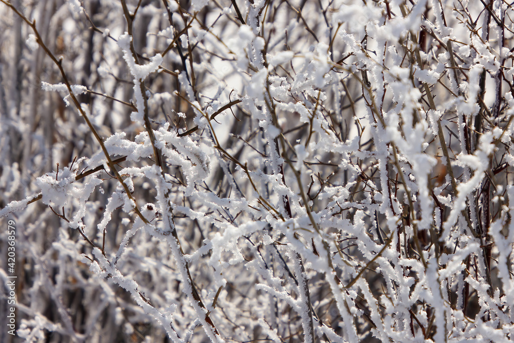 Snowy branches with blanket of snow Snowy branches with blanket of snow