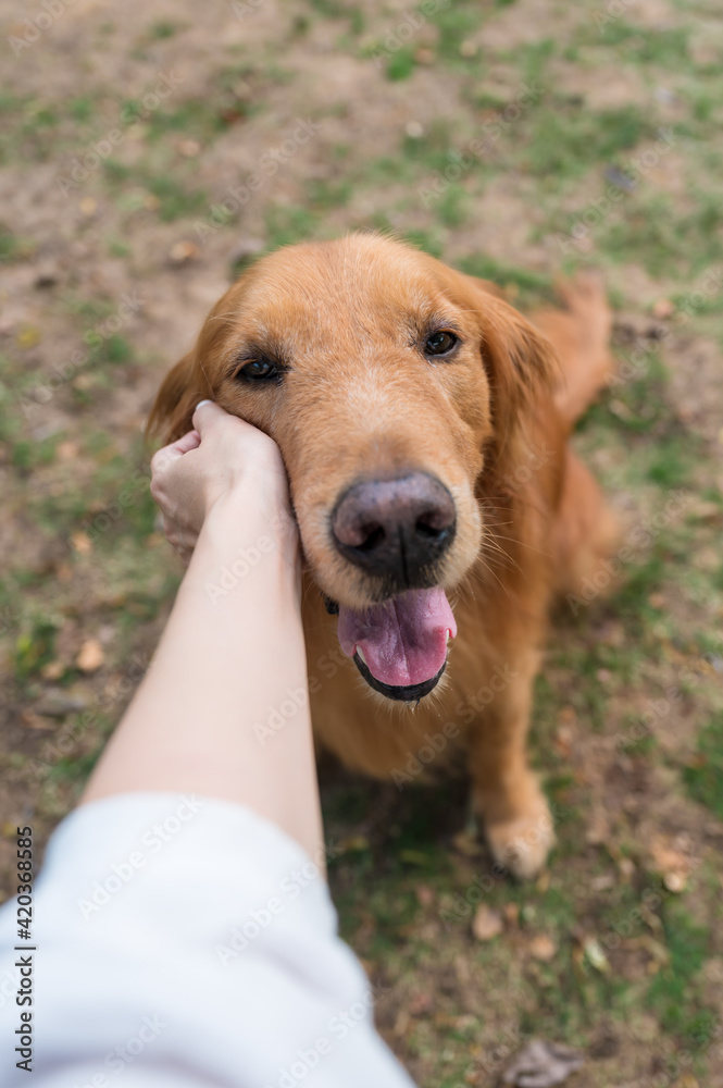 Reaching out to touch the face of the Golden Retriever
