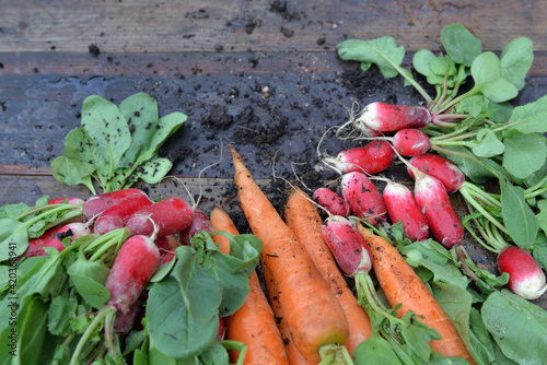 carrots and radishes freshly harvested in garden and put on a plank