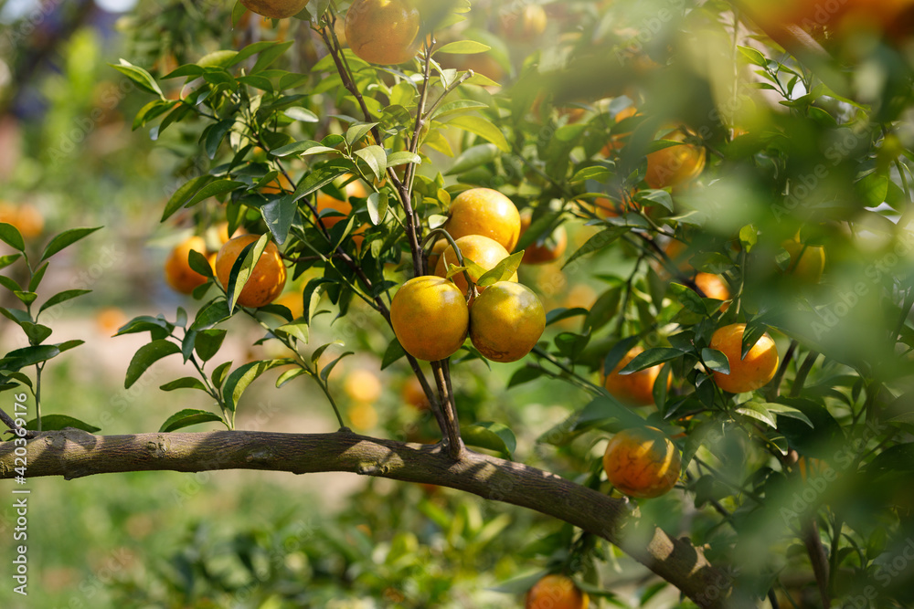 Ripe oranges hanging on branch at tangerine garden