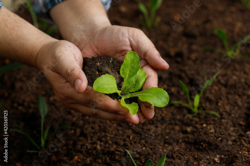 Gardener hand holding young vegetable sprout before planting in fertile soil