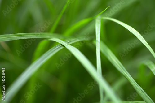 Leaves of micro grass