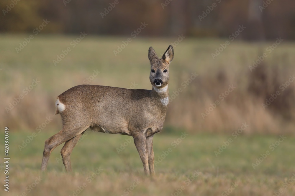 Beautiful roe deer in nature habitat. Capreolus capreolus. Spring in the nature. Beautiful roe deer in nature habitat. Capreolus capreolus. Spring in the nature.